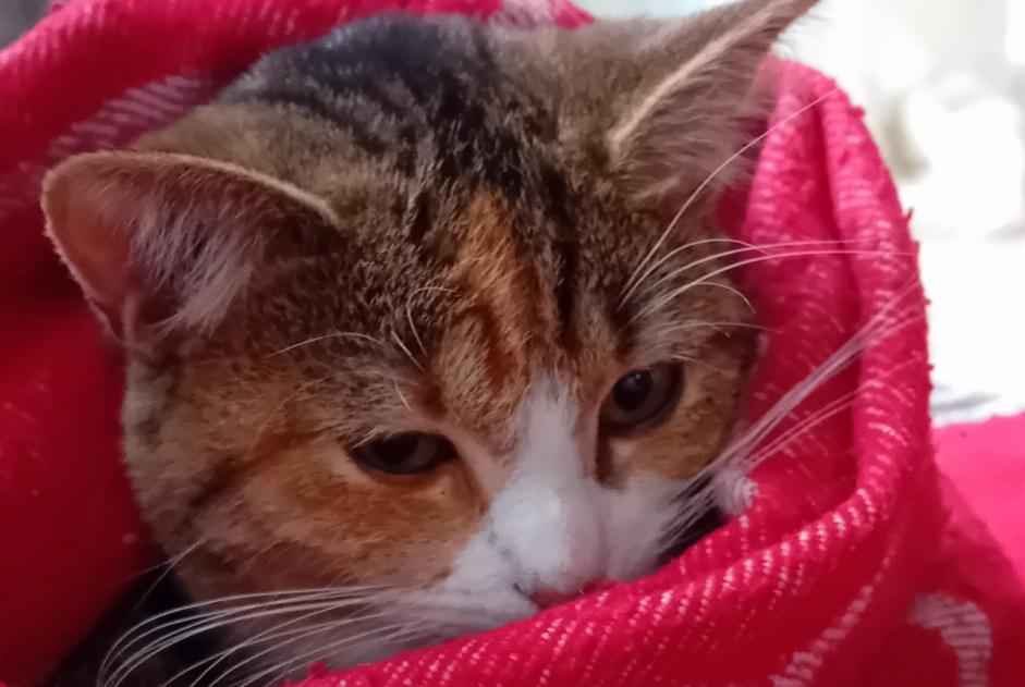 Alerta desaparecimento Gato cruzamento Fêmea , 1 anos Verviers Belgium