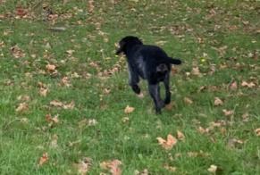 Alerta descoberta Cão Desconhecido Caluire-et-Cuire France