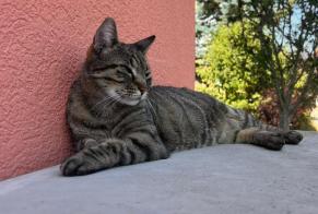 Alerta desaparecimento Gato cruzamento Macho , 14 anos Grolley Switzerland