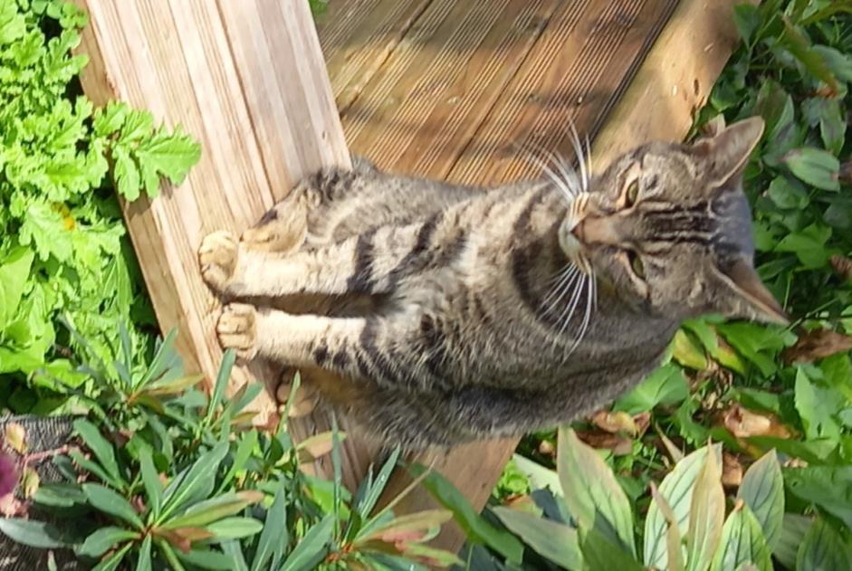 Alerta desaparecimento Gato Macho , 6 anos Fontaine-Notre-Dame France