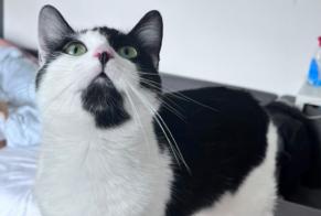 Alerta desaparecimento Gato cruzamento Fêmea , 3 anos Colfontaine Belgium