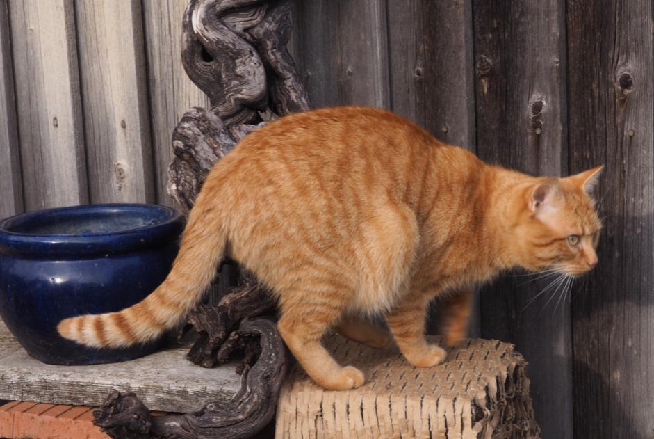 Alerta desaparecimento Gato Macho , 4 anos Le Crest France