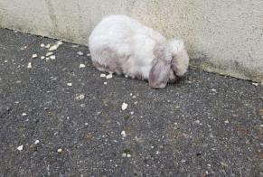 Alerta descoberta Coelho Desconhecido Chatonnay France