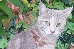 Alerta descoberta Gato Fêmea Vevey Switzerland