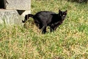 Alerta descoberta Gato Desconhecido Bulle Switzerland