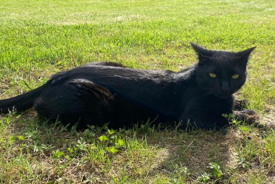 Alerta desaparecimento Gato  Macho , 3 anos Montesquiou France