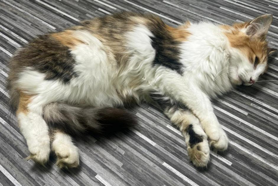 Alerta descoberta Gato  Fêmea Vuiteboeuf Switzerland