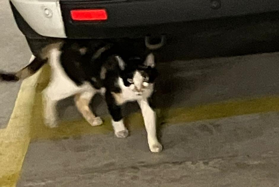 Alerta descoberta Gato Fêmea Renens Switzerland